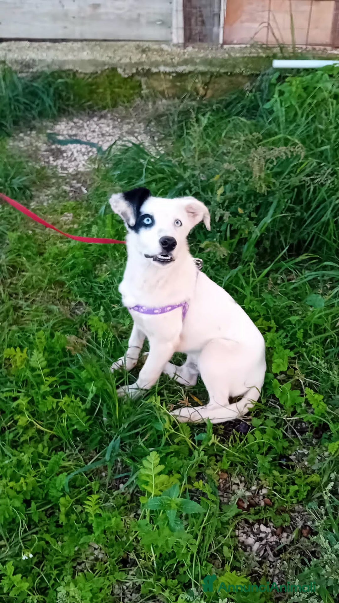 Altre razze cani in regalo: ice 4 mesi - Annuncio 2