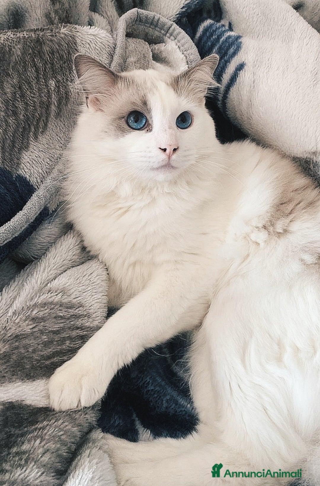 Ragdoll gatti per accoppiamento: Ragdoll per accoppiamento/ monta - Annuncio 6