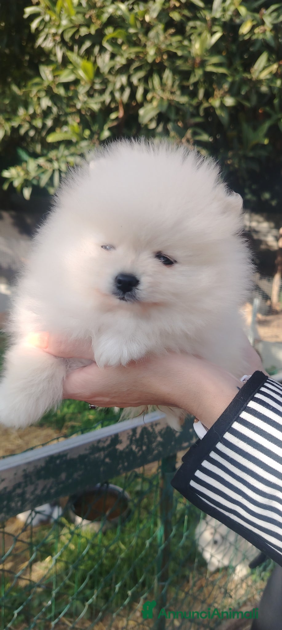 Volpino Pomerania cani Volpini pomerania  - Annuncio 11