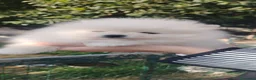 Volpino Pomerania cani in vendita: Volpini pomerania  - Annuncio 1
