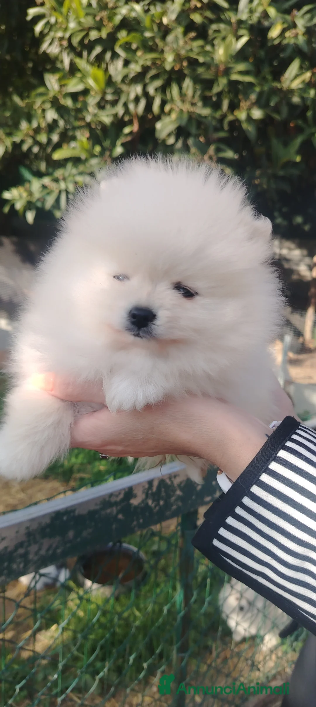 Volpino Pomerania cani in vendita: Volpini pomerania  - Annuncio 1