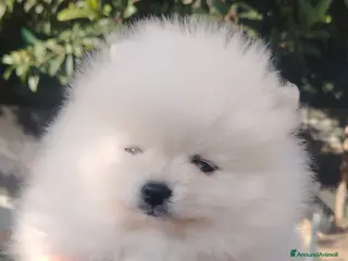 Volpino Pomerania cani Volpini pomerania - Annuncio 11