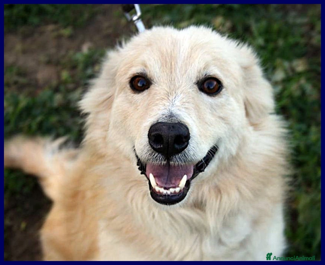 Meticcio cani in regalo: LUCKY-COTONE, IL NOSTRO ANGELO PELOSO, ASPETTA ANC a Città metropolitana di Milano - Annuncio 15