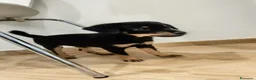 Meticcio cani in regalo: Due meticci a Provincia di Cuneo - Annuncio 3