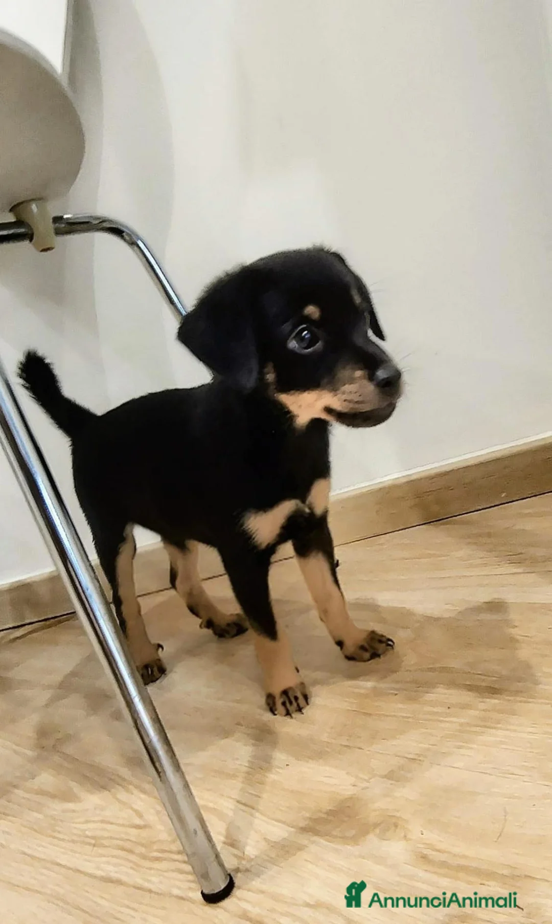 Meticcio cani in regalo: Due meticci a Provincia di Cuneo - Annuncio 3