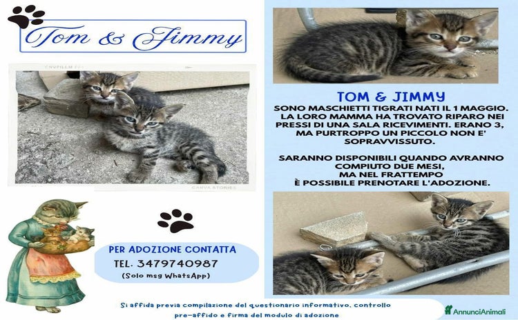 Europeo gatti a Provincia di Bergamo - Annuncio 6