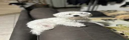 Maltese cani in vendita: Cucciolo maltese - Annuncio 2