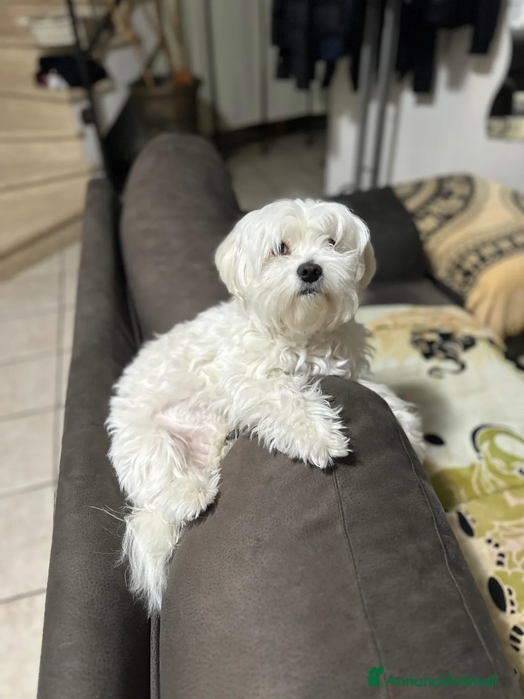 Maltese cani in vendita: Cucciolo maltese - Annuncio 2