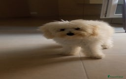 Barboncino cani in vendita: Barboncino  a Provincia di Frosinone - Immagine 1
