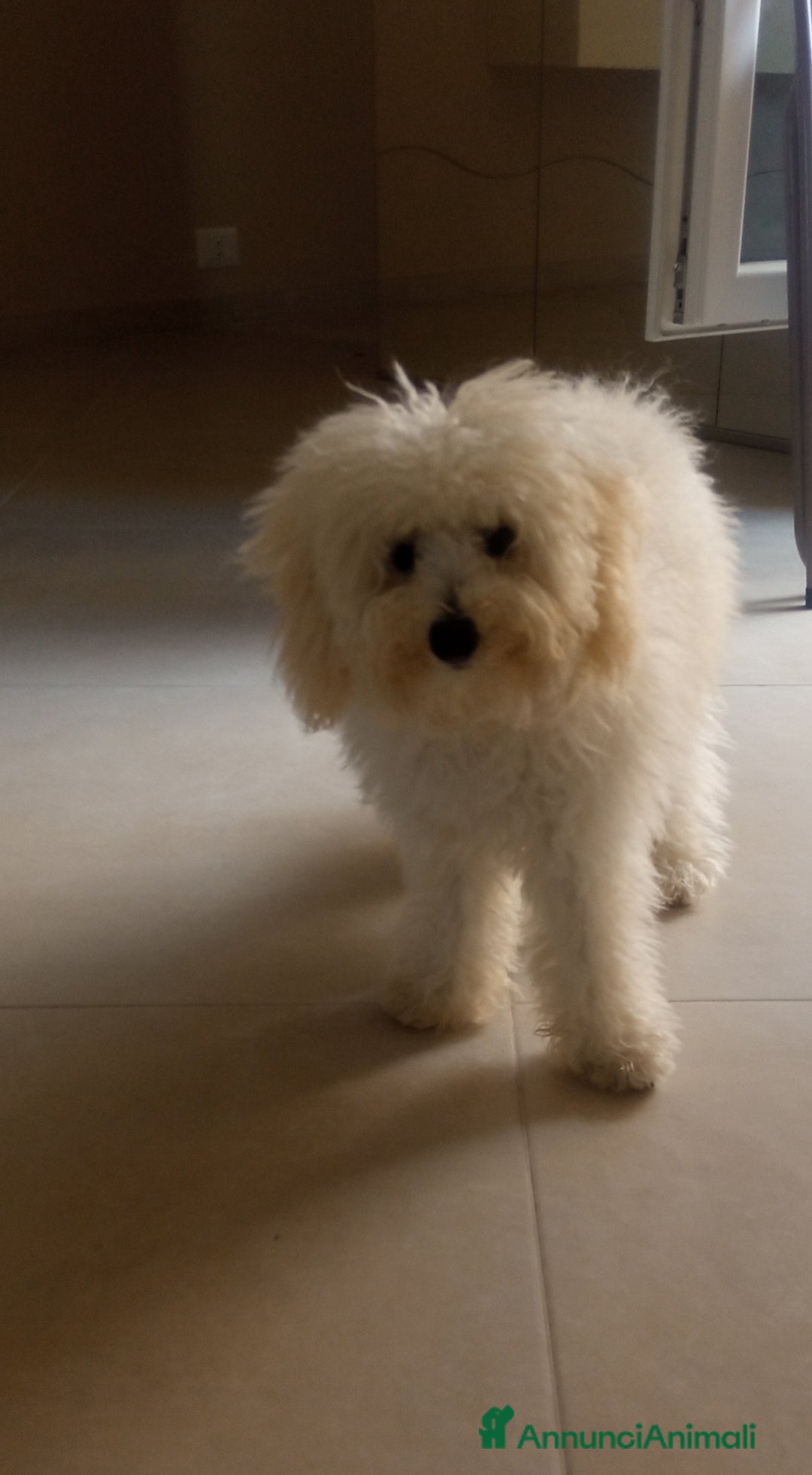 Barboncino cani in vendita: Barboncino  a Provincia di Frosinone - Immagine 1