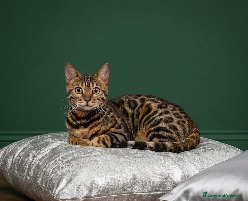 Bengala gatti Splendida gattina Bengala  - Annuncio 28