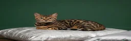 Bengala gatti in vendita: Splendida gattina Bengala  - Annuncio 1