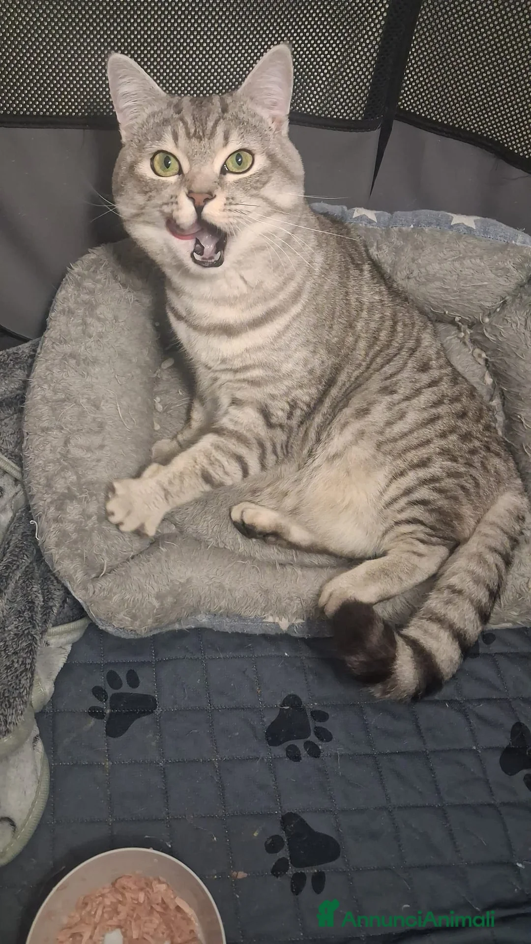 Meticcio gatti in regalo: GATTO ADULTO - Annuncio 7