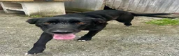 Meticcio cani in regalo: Skitty - Annuncio 2