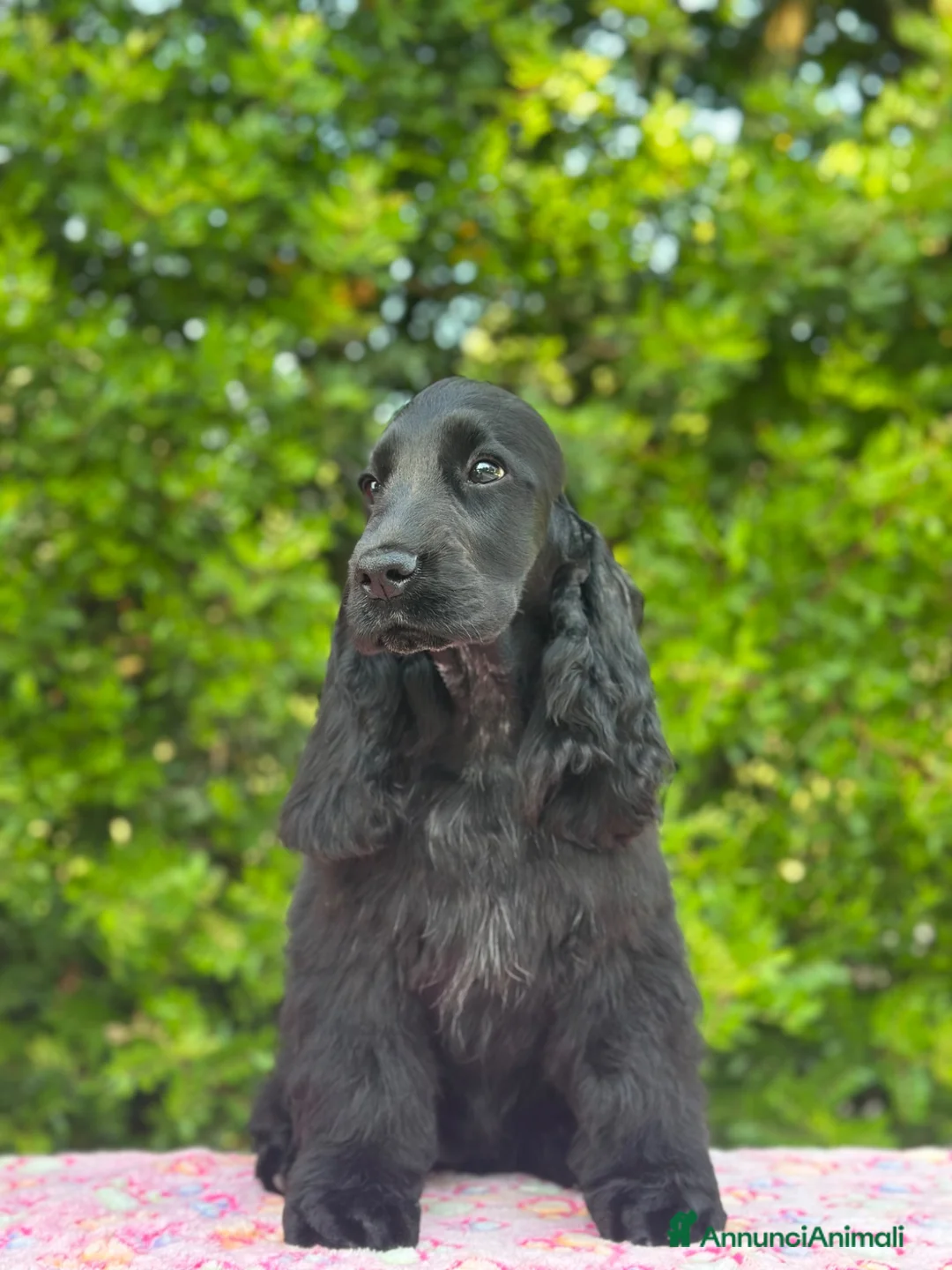 Cocker cani in vendita: Cocker spaniel inglese  - Annuncio 2
