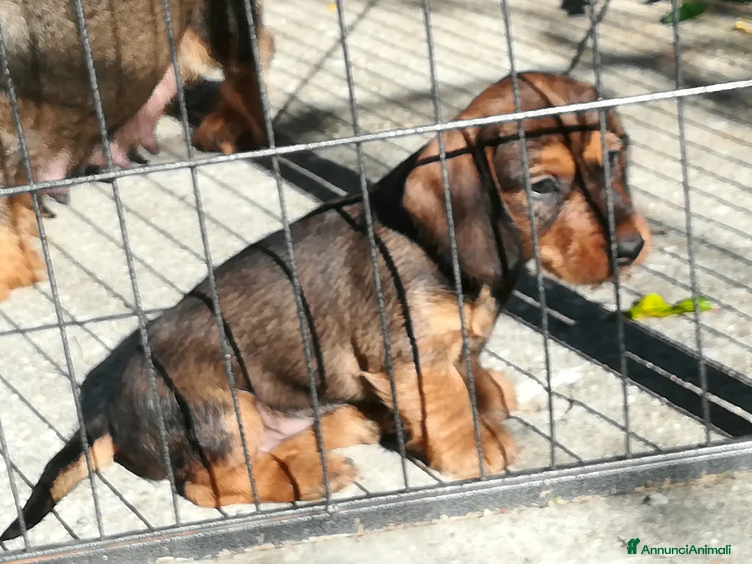 Bassotto cani in vendita: Bassotto pelo duro  - Annuncio 10