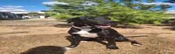 Meticcio cani in regalo: BENNY 💙 IL SORRISO DI CHI NON SI ARRENDE 🥰 - Annuncio 9