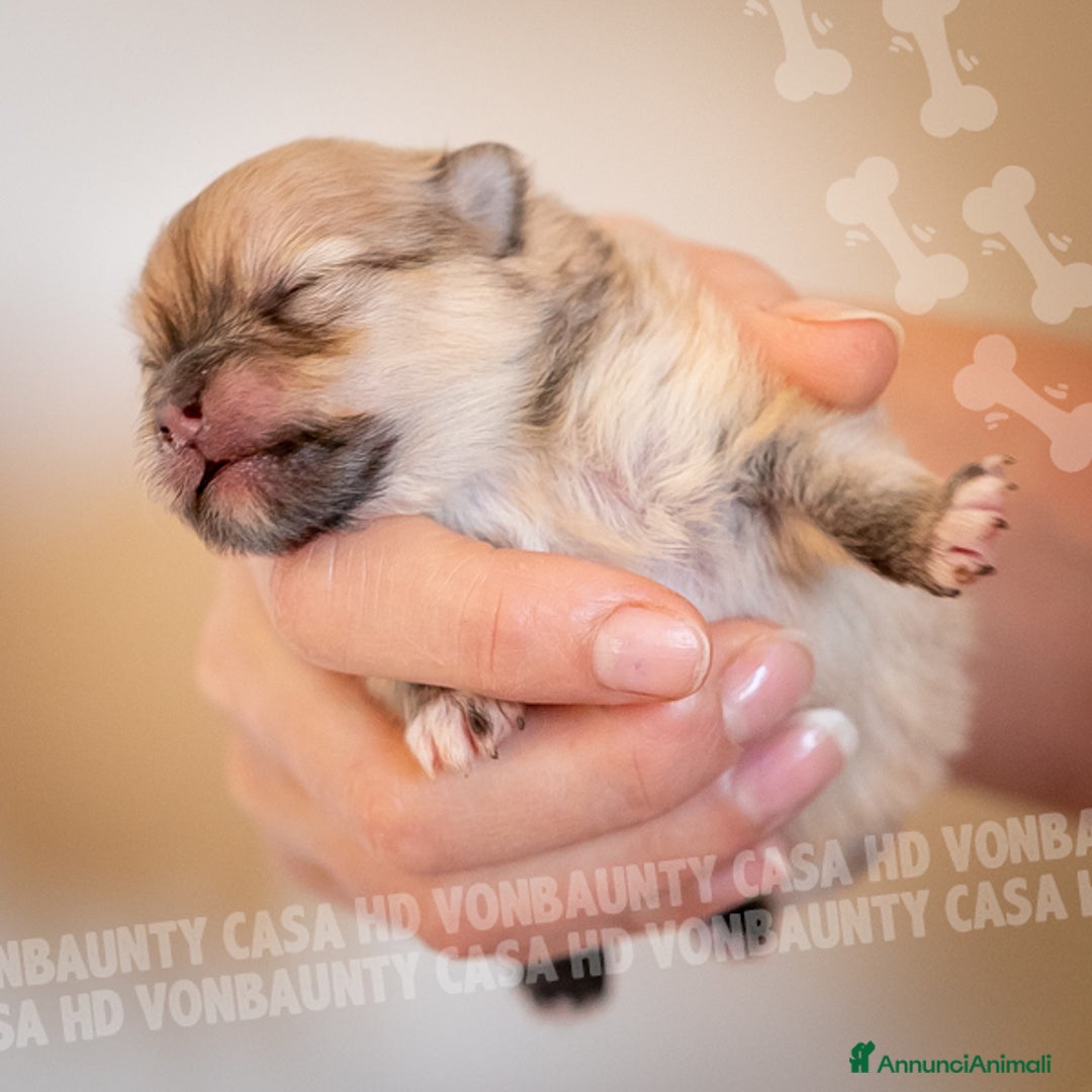 Volpino Pomerania cani in vendita: Cuccioli Spitz Nano di Pomerania - Annuncio 5