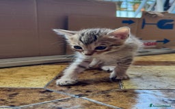 Meticcio gatti in regalo: Gattini di 2 mesi brescia a Provincia di Brescia - Immagine 2