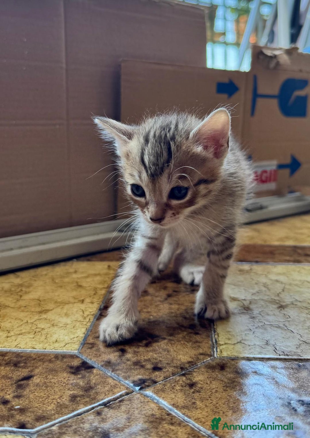 Meticcio gatti in regalo: Gattini di 2 mesi brescia a Provincia di Brescia - Immagine 2