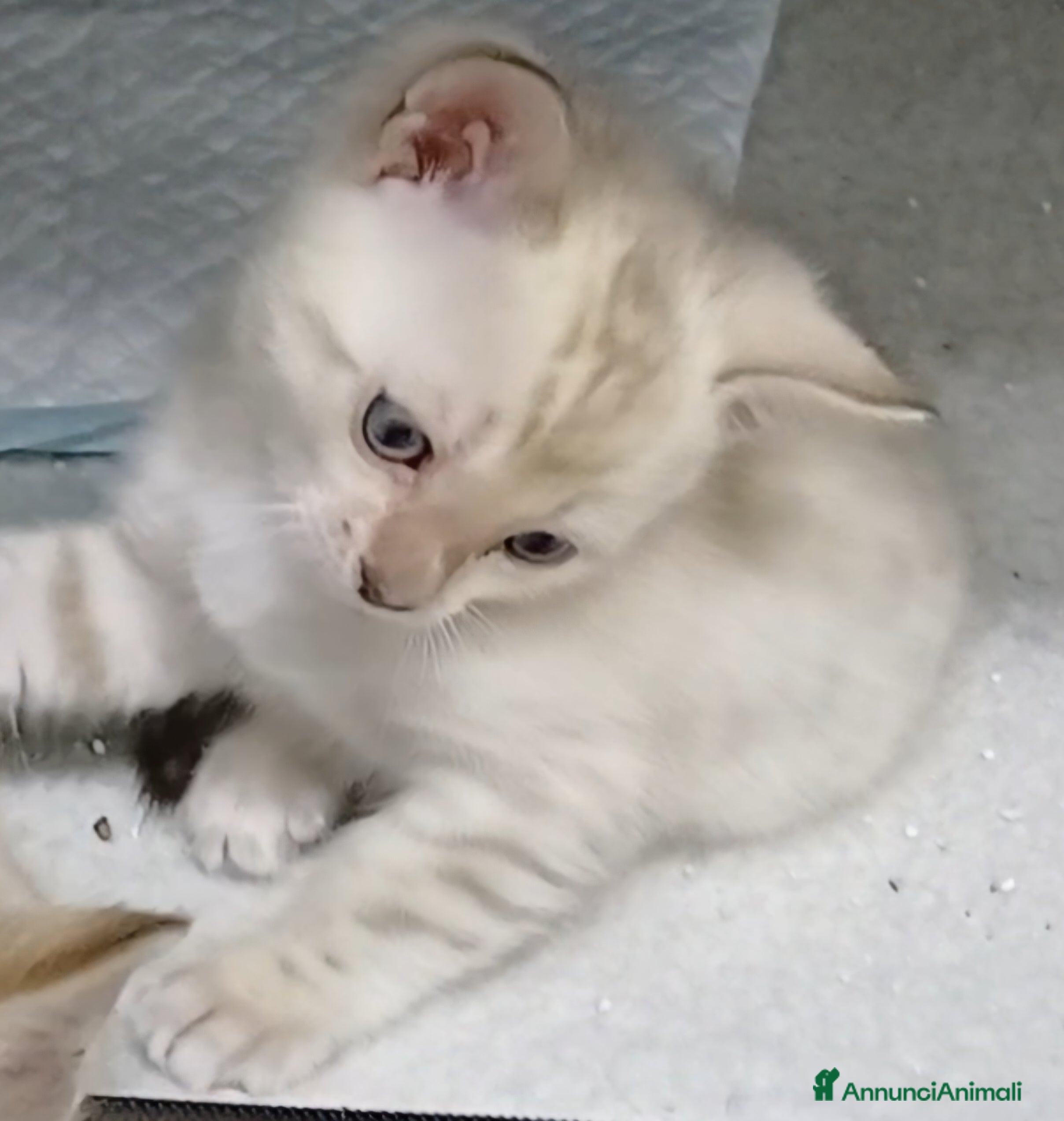 Bengala gatti GATTO DEL BENGALA  - Annuncio 2