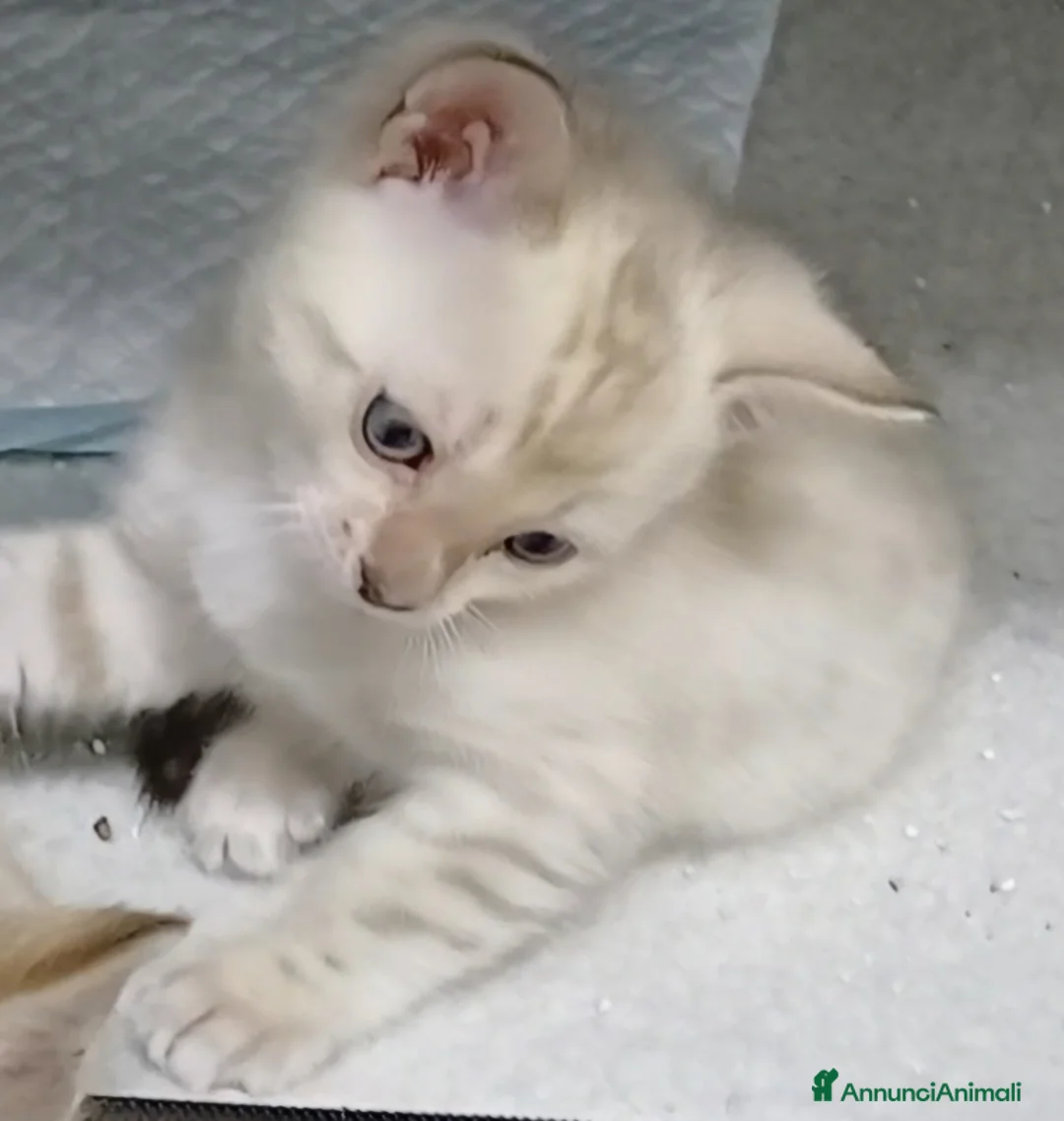 Bengala gatti in vendita: GATTO DEL BENGALA  - Annuncio 1