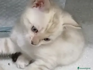 Bengala gatti GATTO DEL BENGALA - Annuncio 2