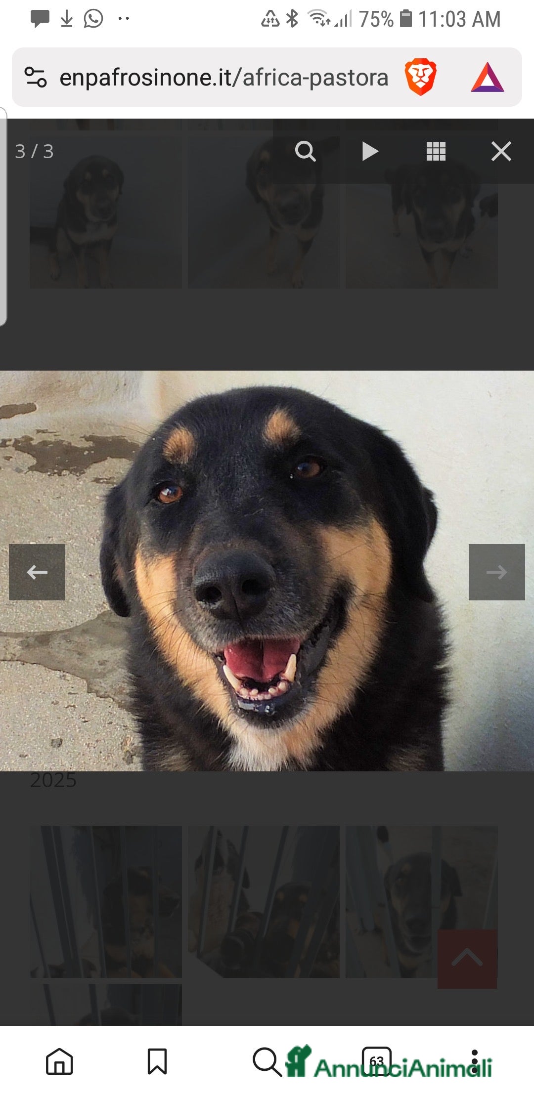 Altre razze cani in regalo: ADOZIONE DEL CUORE PER AFRICA, chiusa in box - Annuncio 4