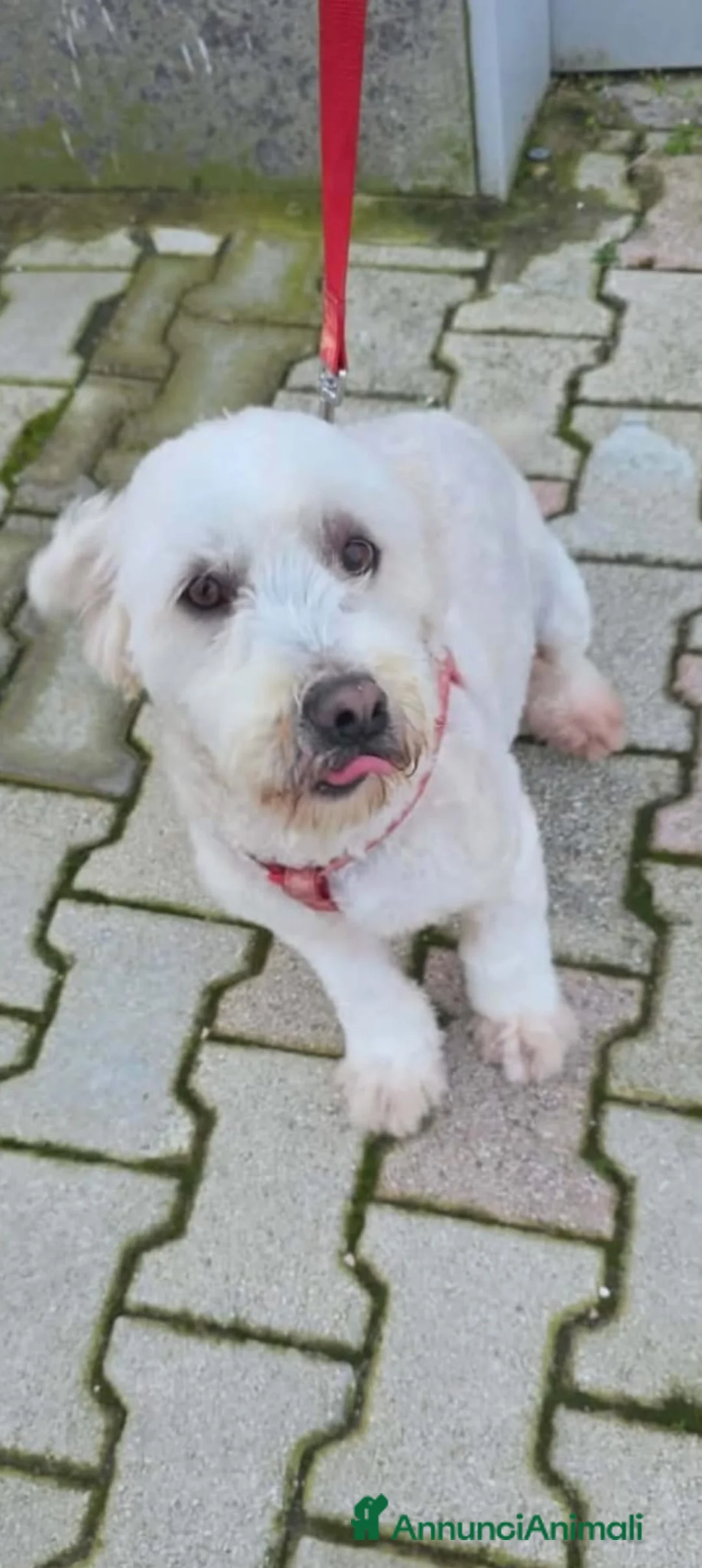 Barboncino cani in regalo: Kate  - Annuncio 1