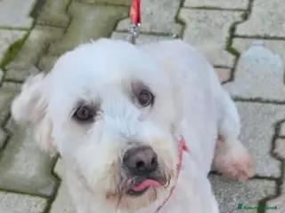 Barboncino cani Kate - Annuncio 15