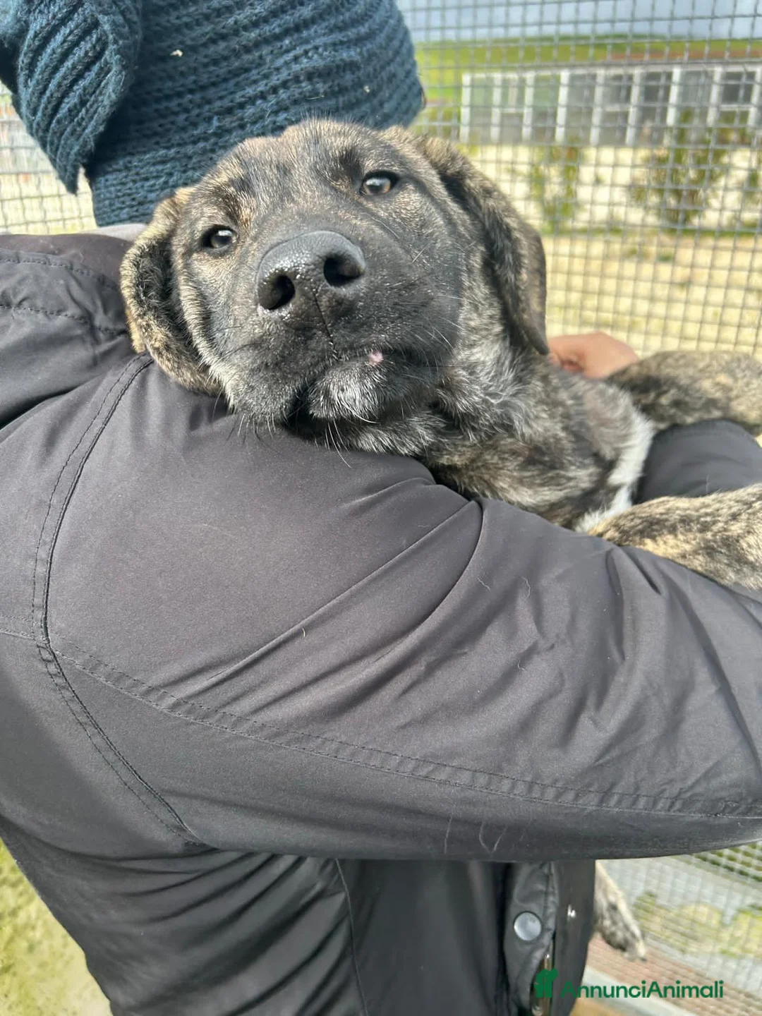 Altre razze cani in regalo: TIGRO - Annuncio 2