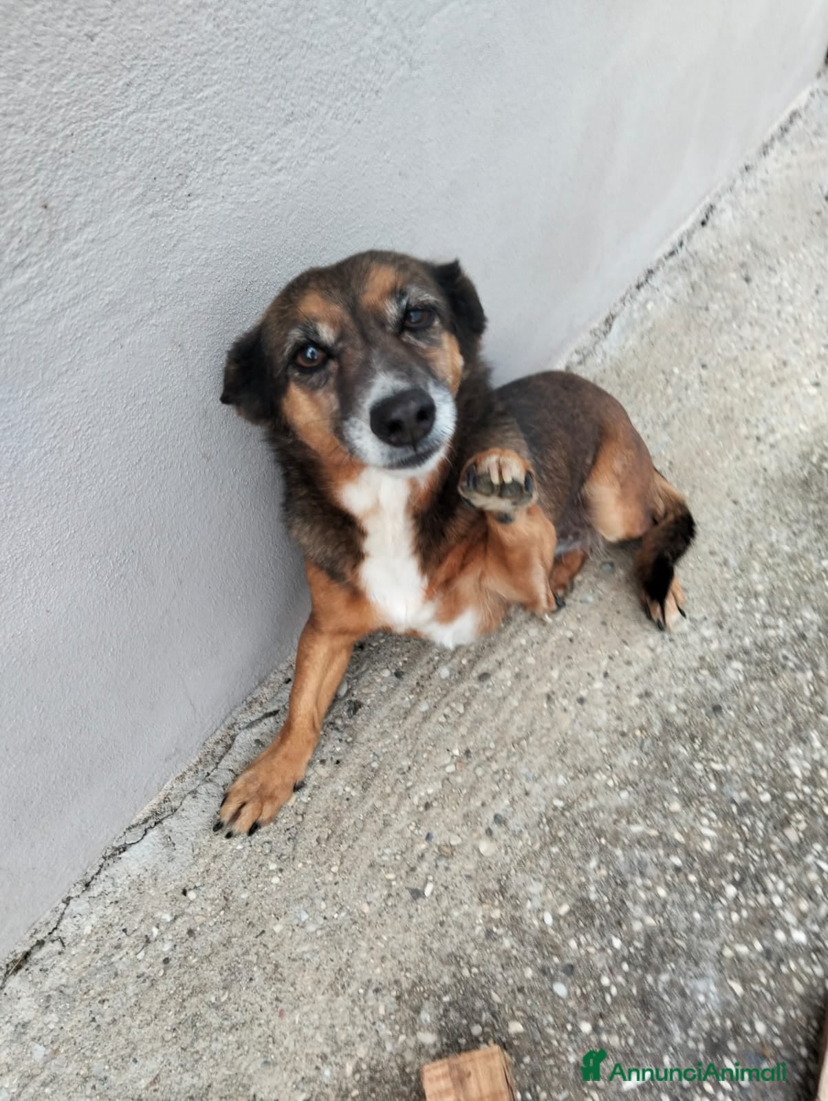 Meticcio cani regalo cagnolina adorabile - Annuncio 4