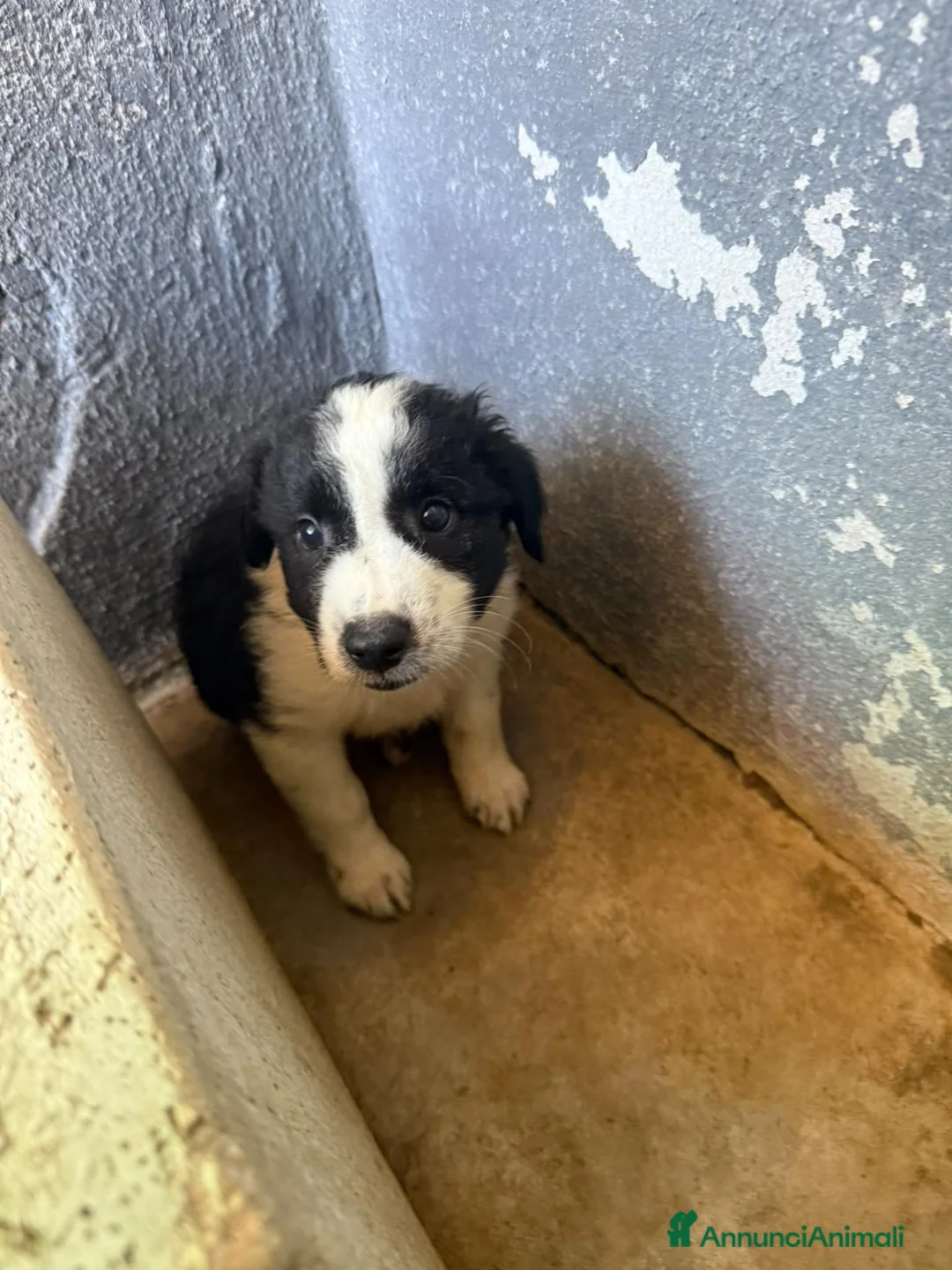 Meticcio cani in regalo: Due cuccioli, taglia media!  - Annuncio 5