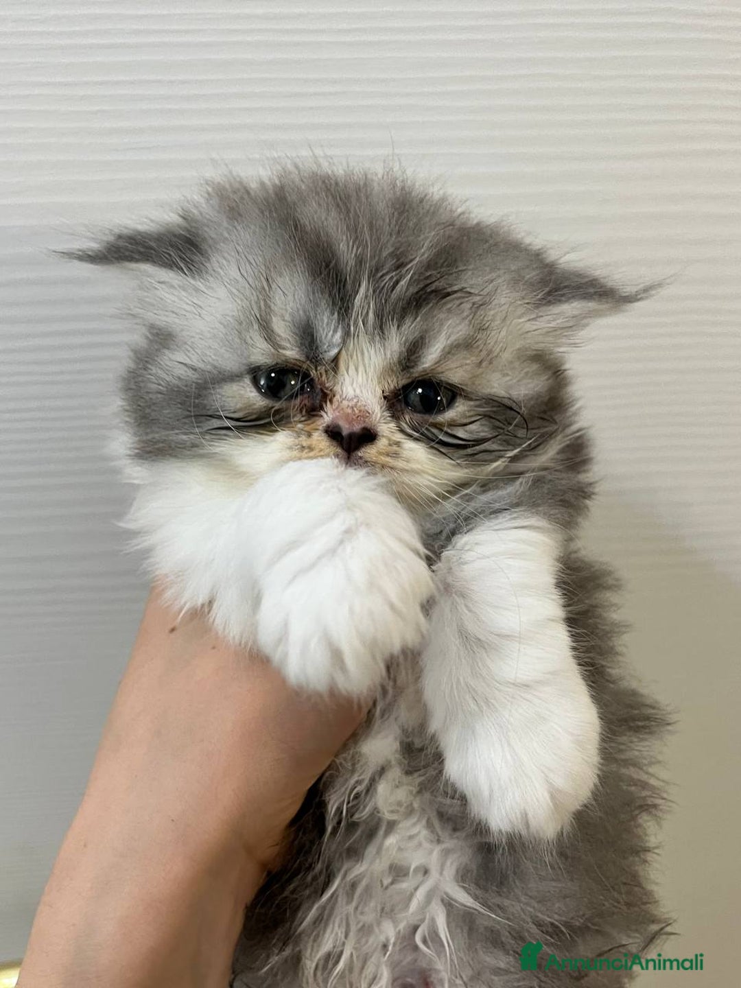 Persiano gatti in vendita: Gattini persiano bicolore a Città metropolitana di Messina - Immagine 2