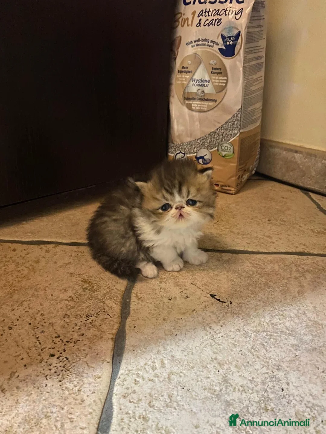 Persiano gatti in vendita: Cuccioli di Gatto Persiano–DisponibiliDa fineMarzo - Annuncio 3