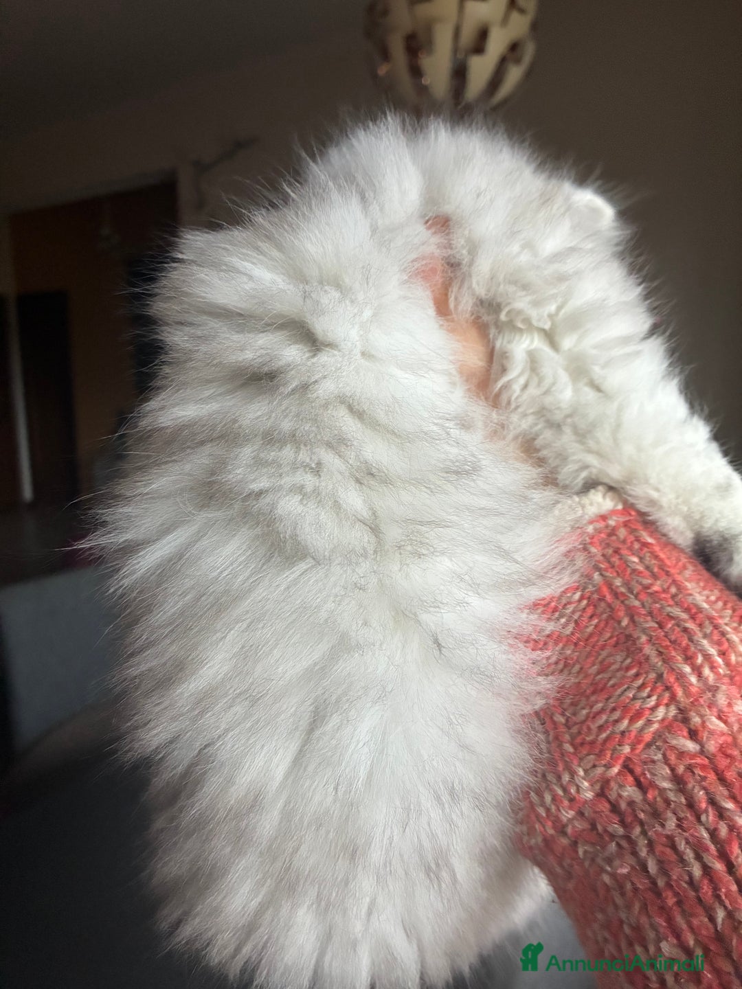 Persiano gatti in vendita: Persiano chincilla  - Annuncio 8