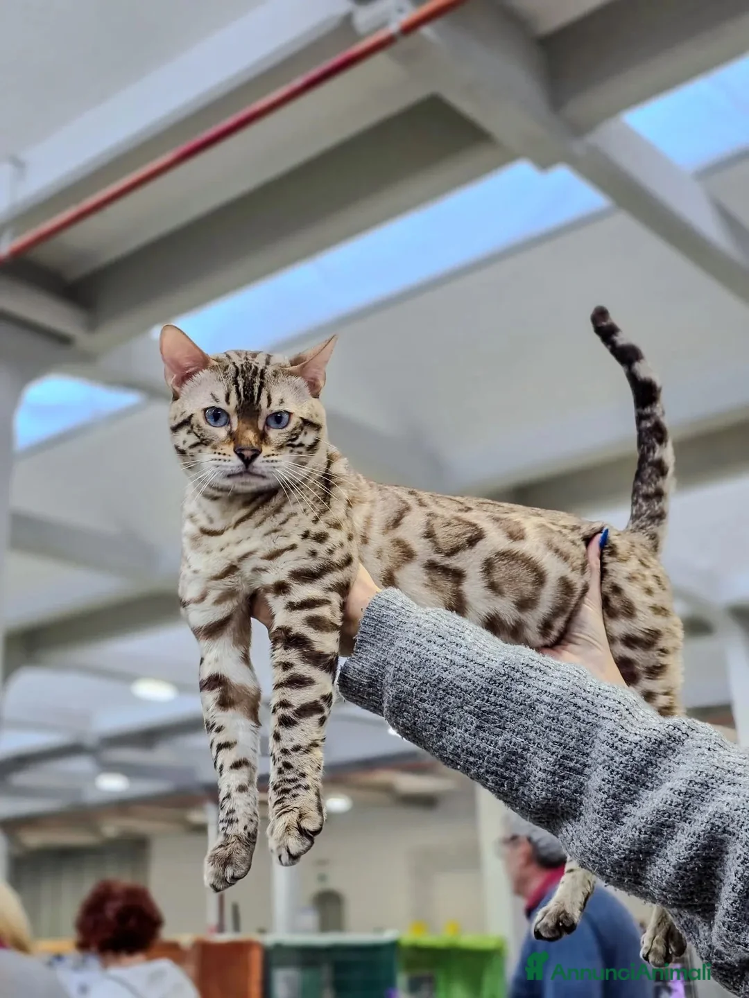 Immagine della galleria {{count}}