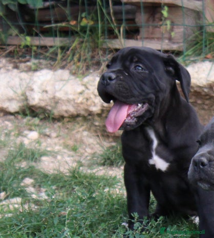 Cane Corso cani - Annuncio 2