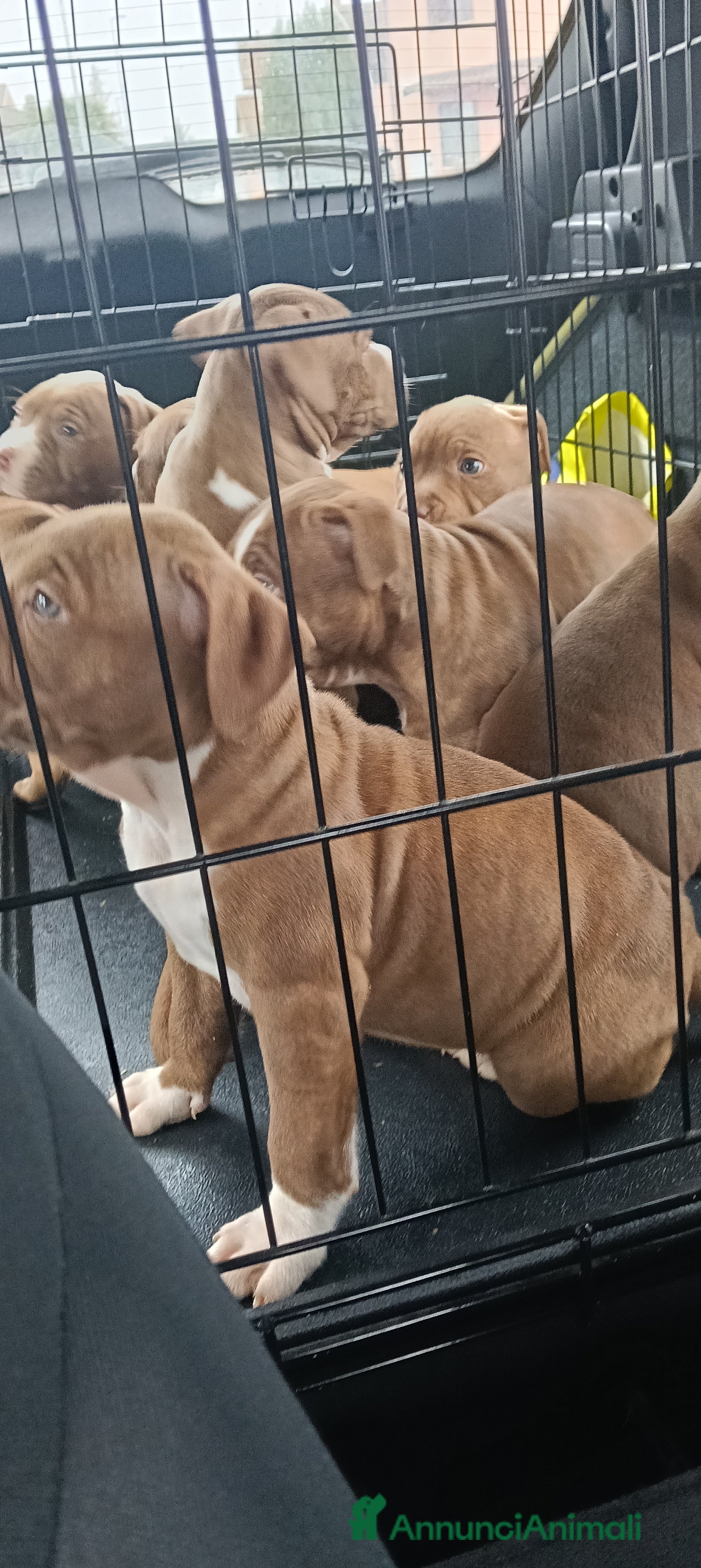Pitbull cani American Pitbull terrier ukc  - Annuncio 2