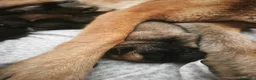 Pastore Belga cani in vendita: Cuccioli di Pastore belga malinois con pedigree a Città Metropolitana di Bologna - Annuncio 5