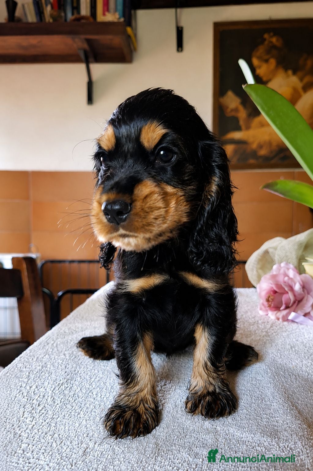 Cocker cani Cuccioli di Cocker Spaniel Inglese  - Annuncio 2