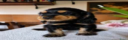 Cocker cani in vendita: Cuccioli di Cocker Spaniel Inglese  - Annuncio 2
