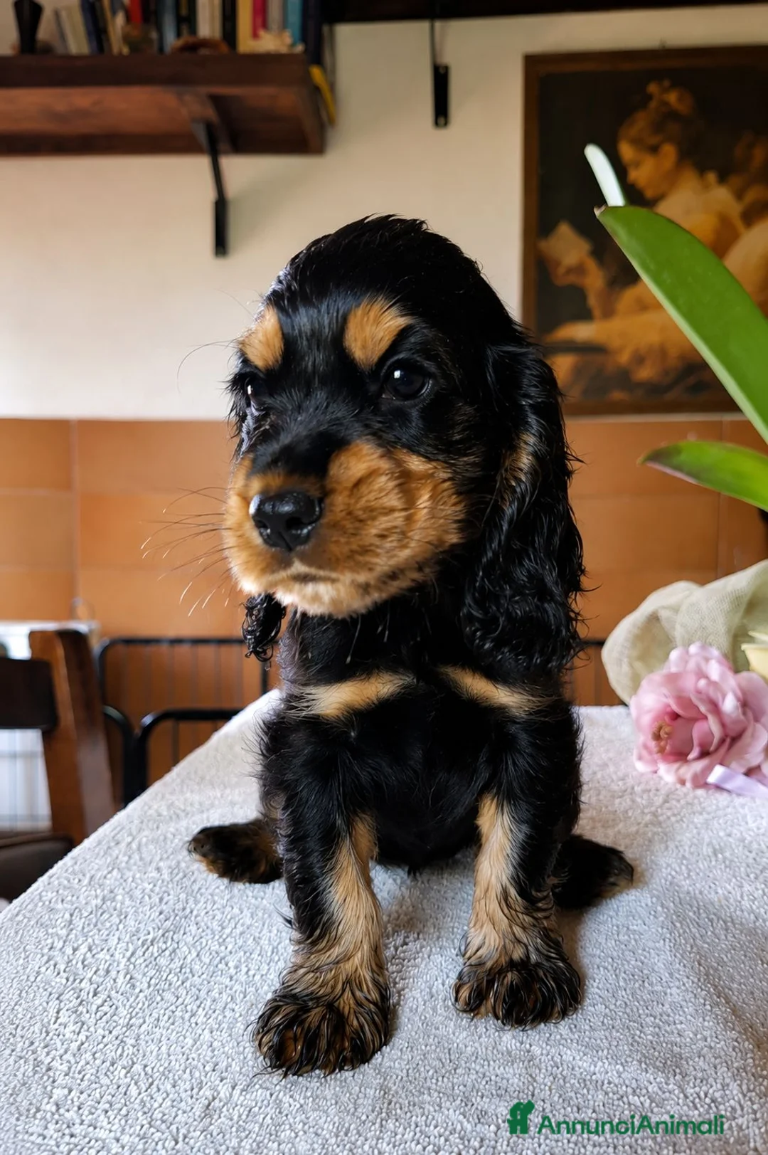 Cocker cani in vendita: Cuccioli di Cocker Spaniel Inglese  - Annuncio 2