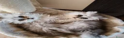 Persiano gatti in vendita: Cucciola persiana  - Annuncio 6