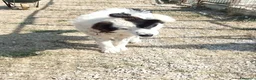 Meticcio cani in regalo: Giulio Cesare spettacolo in adozione  - Annuncio 8