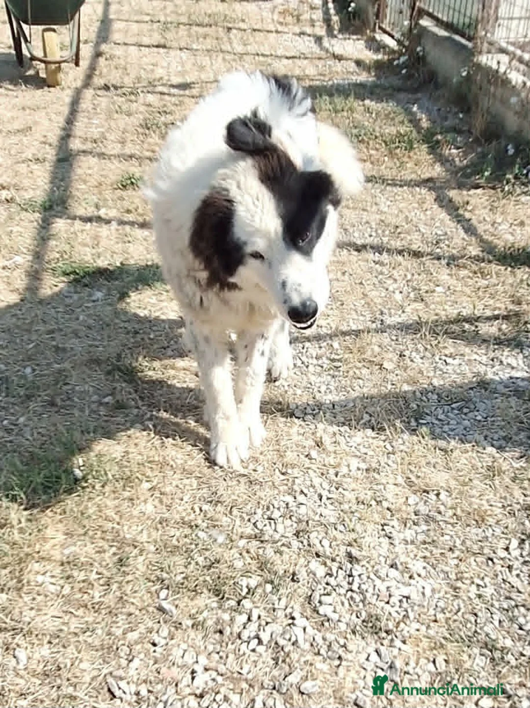 Meticcio cani in regalo: Giulio Cesare spettacolo in adozione  - Annuncio 8