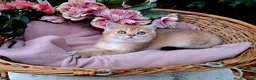 Scottish gatti in vendita: Cucciolata gattini Scottish straight e fold - Annuncio 1