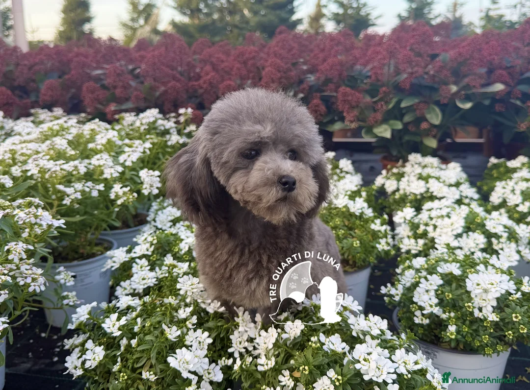 Barboncino Toy cani in vendita: Barboncino TREQUARTIDILUNA  - Annuncio 2