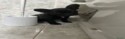 Bulldog Francese cani in vendita: bulldog francese nero tigrato  - Annuncio 3