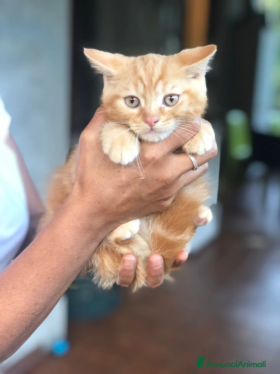 Scottish gatti in vendita: Cuccioli scottish fold e straight  - Annuncio 2